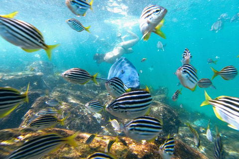 Manly Snorkel Trip And Nature Walk With Local Guide - QLD Tourism 2