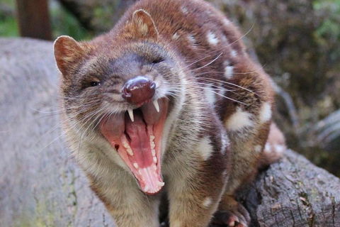After Dark Tasmanian Devil Feeding Tour At Cradle Mountain - QLD Tourism 0
