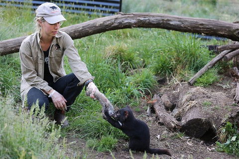 After Dark Tasmanian Devil Feeding Tour At Cradle Mountain - QLD Tourism 1