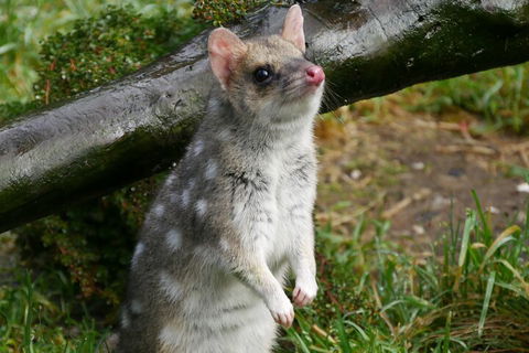 1-Hour Tasmanian Devil Feeding Day Tour At Cradle Mountain - QLD Tourism 0
