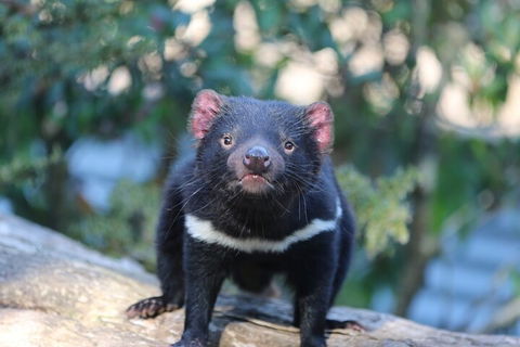 1-Hour Tasmanian Devil Feeding Day Tour At Cradle Mountain - QLD Tourism 1