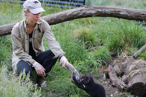 1-Hour Tasmanian Devil Feeding Day Tour At Cradle Mountain - QLD Tourism 2