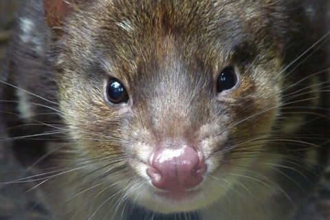 1-Hour Tasmanian Devil Feeding Day Tour At Cradle Mountain - QLD Tourism 3