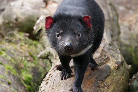 1-Hour Tasmanian Devil Feeding Day Tour At Cradle Mountain - QLD Tourism 4