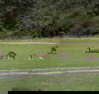Yanchep  Lancelin - Wildlife Cave And Sands - QLD Tourism