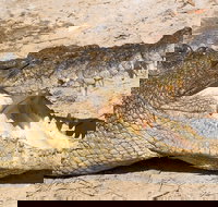 4-Day Cairns Ultimate Combo Daintree Rainforest Reef Kuranda  Paronella Park - QLD Tourism