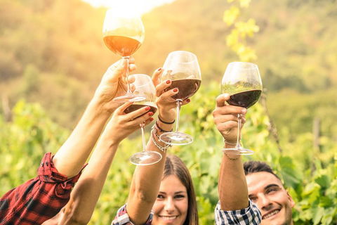 Barossa Valley Cellar Doors Luxury Wine Tour - QLD Tourism 1