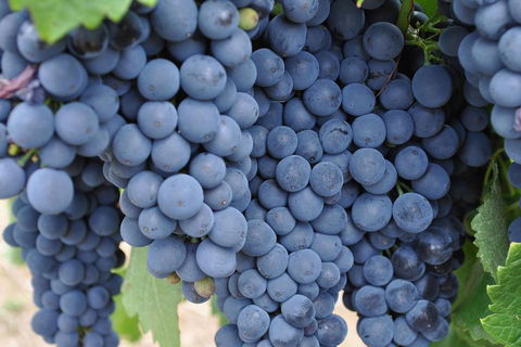 Barossa Valley Cellar Doors Luxury Wine Tour - QLD Tourism 4