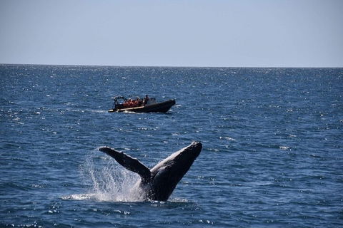 Adventure Whale Watching Tour Mooloolaba - QLD Tourism 1
