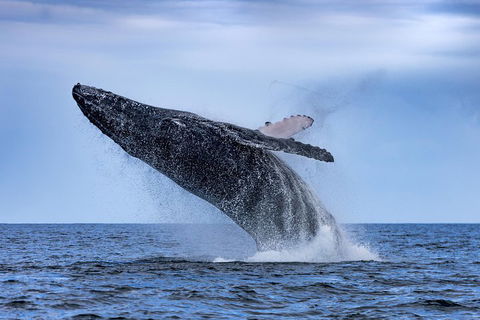 Adventure Whale Watching Tour Mooloolaba - QLD Tourism 2