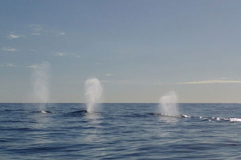 Adventure Whale Watching Tour Mooloolaba - QLD Tourism 3