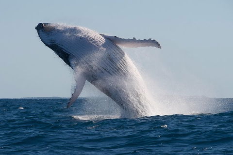 Adventure Whale Watching Tour Mooloolaba - QLD Tourism 5