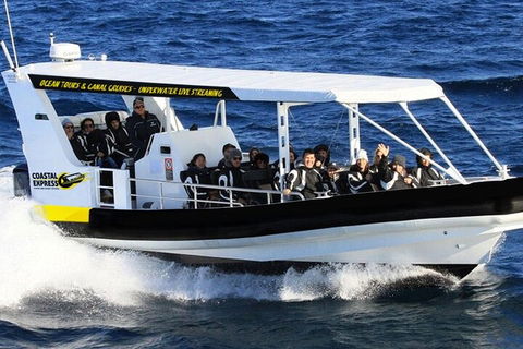 Mooloolaba Whale Watching Tour - Queensland Tourism 0