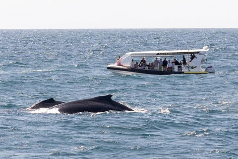 Mooloolaba Whale Watching Tour - Queensland Tourism 1