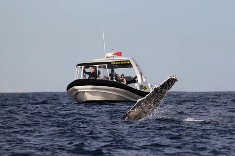 Mooloolaba Whale Watching Tour - Queensland Tourism 2