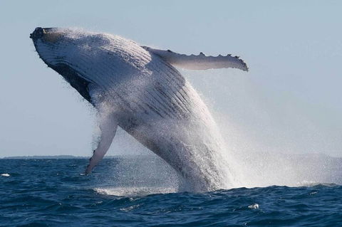 Mooloolaba Whale Watching Tour - Queensland Tourism 3