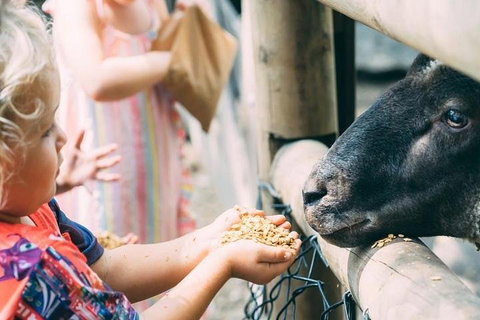 Tropical Fruit World With Wildlife Boat Cruise From Gold Coast - QLD Tourism 5
