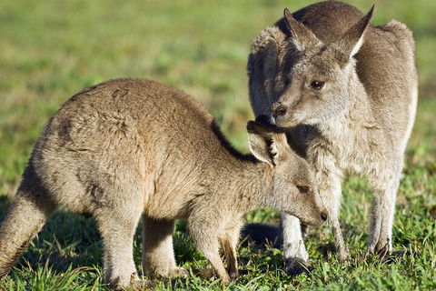 LGBT+ Friendly Full Day Phillip Island Private Tour - QLD Tourism 3