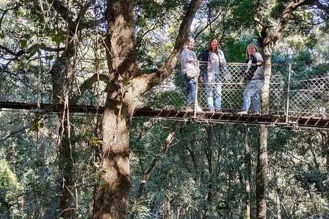 Lamington National Park, O'Reilly's & Vineyard Tour - QLD Tourism 2