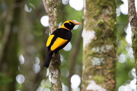 Lamington National Park, O'Reilly's & Vineyard Tour - QLD Tourism 4