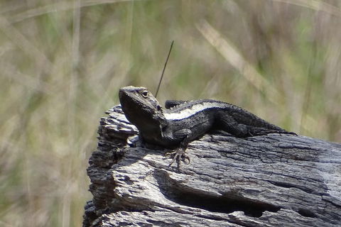 Inside The Greater Blue Mountains World Heritage - A Private Wildlife Safari Overnight - QLD Tourism 2