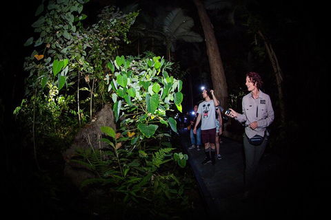 Let's Go Buggin & Let's Go Shroomin - Photography & Nature Walking Tours - QLD Tourism 4