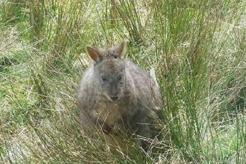 Leven Canyon Day Trip Including Wings Wildlife Park Or Gunns Plains Caves - QLD Tourism 3