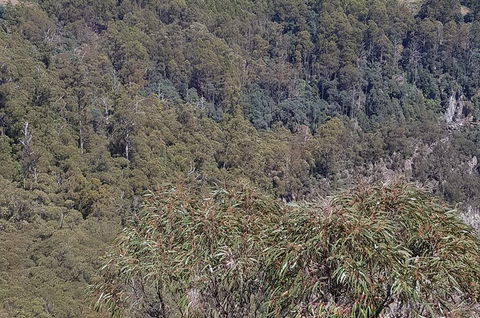 Leven Canyon Day Trip Including Wings Wildlife Park Or Gunns Plains Caves - QLD Tourism 4