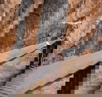 Chillagoe Caves and Outback Day Trip from Cairns - QLD Tourism