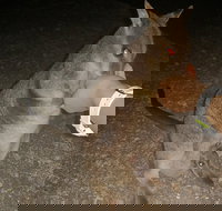 Private Tour to Paronella Park Historic Village Herberton and wild life Wallaby - QLD Tourism