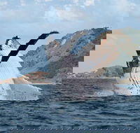 Byron Bay Whale Watching Cruise - QLD Tourism