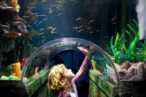 Melbourne BIG Ticket - LEGOLAND Discovery And SEA LIFE Melbourne - QLD Tourism 2