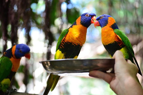 Wildlife Habitat Port Douglas - QLD Tourism 0