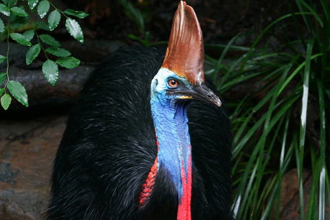 Wildlife Habitat Port Douglas - QLD Tourism 3
