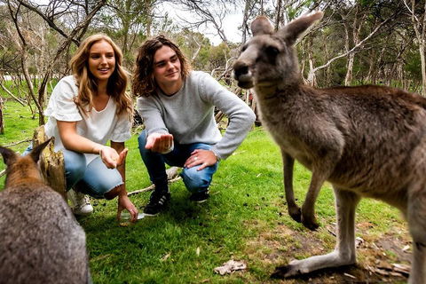 Moonlit Sanctuary Wildlife Conservation Park Daytime General Entry Ticket - Queensland Tourism 2