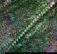 Atherton Tablelands Rain Forest by Night from Cairns - QLD Tourism