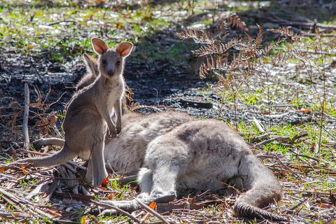 Adelaide To Melbourne 3-Day Trip Through Grampians And Great Ocean Road - QLD Tourism 5