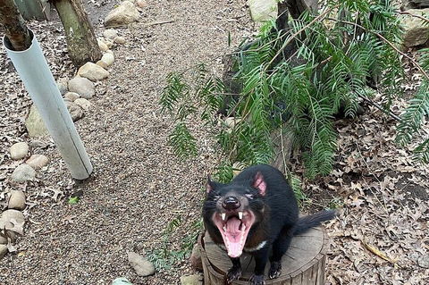 Featherdale Wildlife Park General Admission - QLD Tourism 1