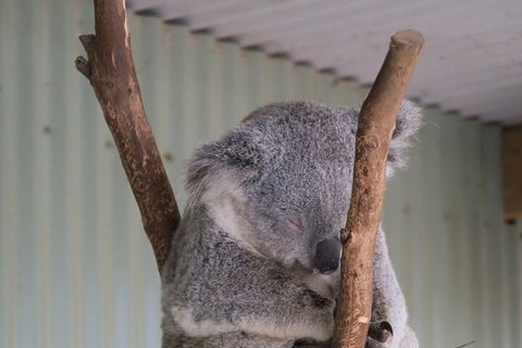 Featherdale Wildlife Park General Admission - QLD Tourism 3