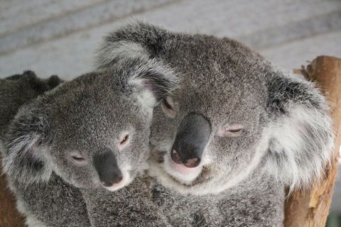 Featherdale Wildlife Park General Admission - QLD Tourism 4