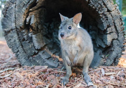Featherdale Wildlife Park General Admission - QLD Tourism 5