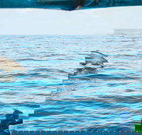 Cruise with Dolphins in Byron Bay - QLD Tourism