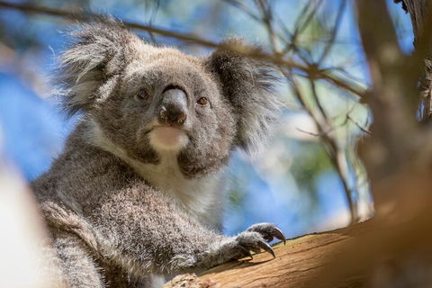 Phillip Island Penguin And Koala Highlights Day-Trip From Melbourne - QLD Tourism 2