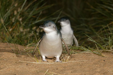 Phillip Island Penguin And Koala Highlights Day-Trip From Melbourne - QLD Tourism 3