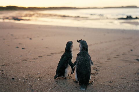 Phillip Island Penguin And Koala Highlights Day-Trip From Melbourne - QLD Tourism 4