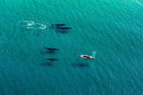 40-45 Minute Port Stephens And Stockton Beach Helicopter Flight - For 2 - QLD Tourism 0