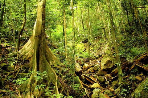 Barron Gorge And Kuranda National Park Half Day Rainforest And Waterfall 4WD Tour From Cairns - QLD Tourism 4