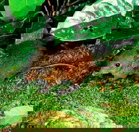 3-Day Small-Group Tour of North Queensland with Pick Up - QLD Tourism