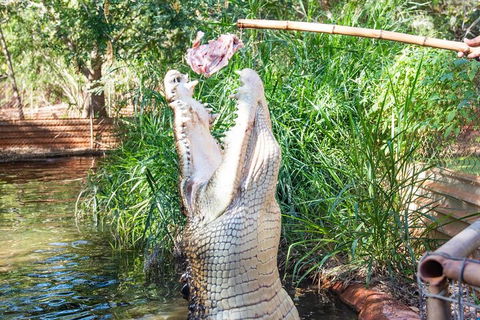 3 In 1 Tour: Matsoâ€™s Brewery, Broome Museum & Malcolm Douglas Crocodile Park - Queensland Tourism 3