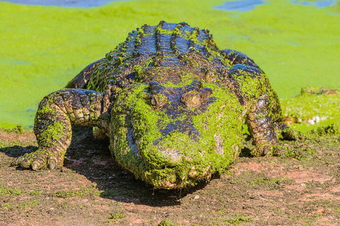 3 In 1 Tour: Matsoâ€™s Brewery, Broome Museum & Malcolm Douglas Crocodile Park - Queensland Tourism 4